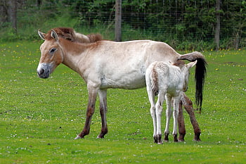 koně, pastvina, pást se, tahki, equus ferus przewalskii, Příroda, kobyla, przewalski, hříbě, čistokrevný, savců