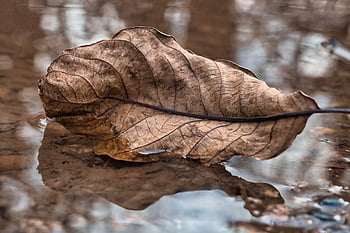 regn, pyt, vand, blad, blade, våd, strand, afspejling, natur, Brun