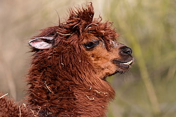 alpaca, vicuna Pacos, animal, mammal, peru, south American Camelid, hair, fabric, clothing, nature, animal Exploitation