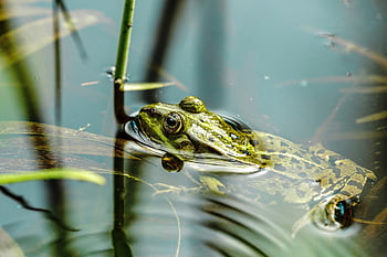 anfibio, rana, estanque, animal, naturaleza, fauna silvestre, humedal, pantano, verde