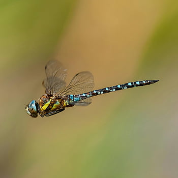 blue and black damselfly, close-up view, dragonfly, mid-flight, wing details, vibrant colors, insect photography, nature photography, wildlife photography, macro photography, blue damselfly