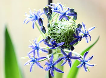 peruánská modrá hvězda, modrá hvězda, scilla peruviana, scilla, květ, modrý, Příroda, filigrán, okrasné rostliny, brzy bloomer, předzvěst jara