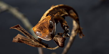 gecko, ještěrka, plaz, volně žijících živočichů, makro, druh, drak, Příroda