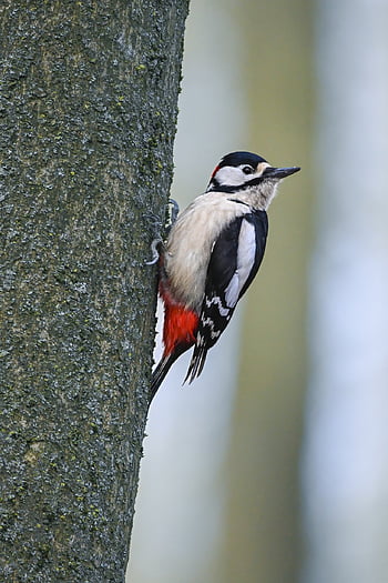woodpecker, bird, animal, feathers, tree, plumage, wildlife, nature, great Spotted Woodpecker, beak, ornithology