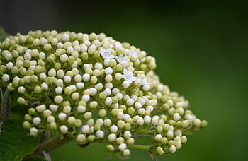 bezohlední pupeny, bezový květ, okrasný keř, starší, keř, květ, držák kartáč, sambucus nigra, sambucus, černošský, květenství