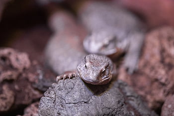 lucertola, iguana, rettile, animale, esotico, Drago, creatura, natura, tropicale, squamoso, selvaggio