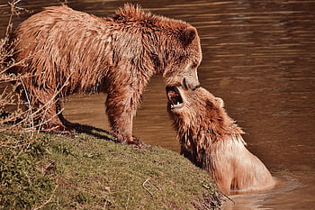 orso, orso bruno, animale selvaggio, pericoloso, pelliccia, foresta, animale, natura, parco faunistico