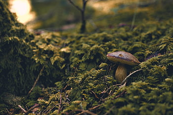 forest, mushroom, fungus, nature, moss, light Shaft, outdoor, plant, wild