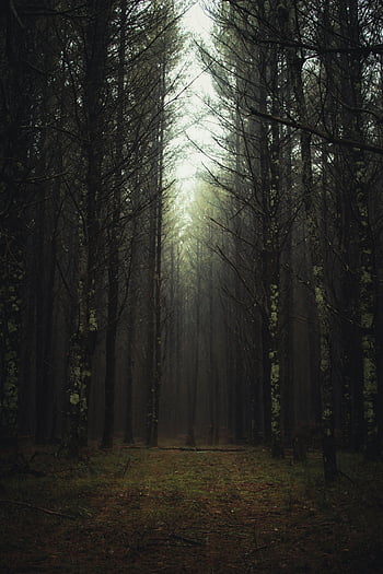 silhuet af træer, tåget skov, høje nåletræer, rolig vej, Fortryllende skov, skov silhuet, nåletræer, skov sti, Misty Trees, skov scene, fredfyldt skov