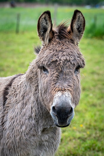 donkey, mammal, pack, equus Africanus Asinus, equidae, head, ears, farm Animal, animal, portrait, wallpaper