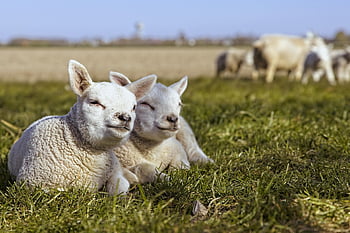 agnelli, pecora, agnello, bestiame, animali, lana, mandria, campagna, prato, prateria, natura