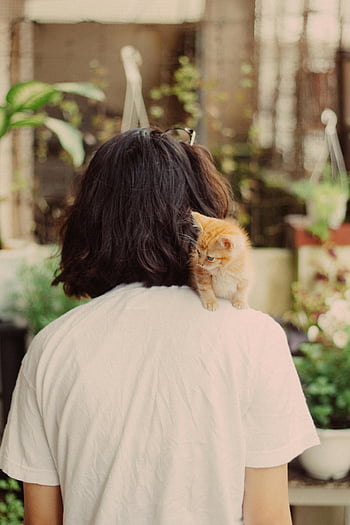gattino, spalla della donna, piante d'appartamento, Immagine affascinante, spalla della persona, gattino carino, impostazione interna, piccolo gatto, animale domestico sulla spalla, scena accogliente, Adorabile animale domestico