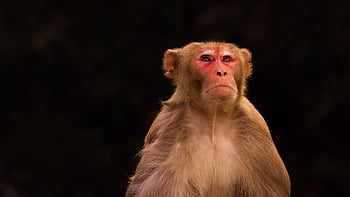monkey, macaque, animal, primate, mammal, wildlife, fur, wild, fauna, zoo, jungle