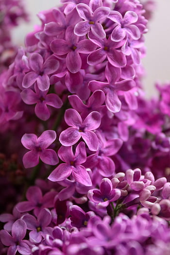 purple flowers, close-up shot, blooming lilacs, spring flowers, delicate petals, vibrant colors, purple lilacs, floral photography, nature photography, spring blooms, flower close-up