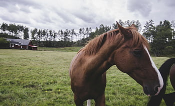 cavallo marrone, campo rurale, Sfondo del fienile, paesaggio tranquillo, cavallo maestoso, Paesaggio della campagna, animali da fattoria, ambientazione esterna, ambiente naturale, cielo nuvoloso, pascolo verde