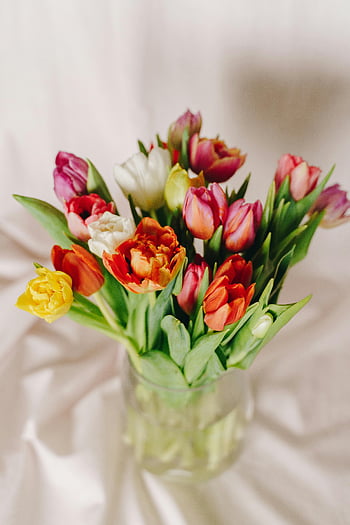 tulips, glass vase, colorful bouquet, spring bloom, indoor flowers, vibrant tulips, floral arrangement, spring flowers, indoor decoration, tulip bouquet, glass container