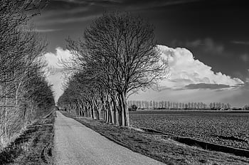 dirt Road, countryside, trees, landscape, field, nature, clouds, rural, black And White