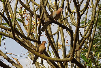 holubice, pták, směje se holubice, malá hnědá holubice, pár, Příroda, spilopelia senegalensis, ptačí, aves, fauna, avifauna