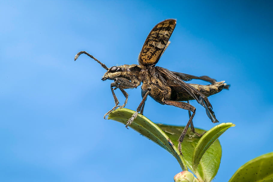black-spotted Longhorn Beetle, insect, beetle, environment, biology, springtime, nature, animal, macro, close Up, rhagium Mordax