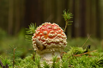 mushroom, toadstool, fly Agaric, fly Amanita, red Mushroom, fungus, forest, moss, fall, nature, closeup