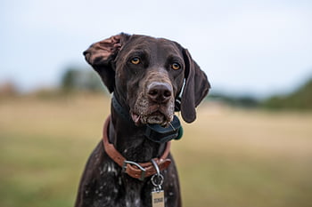 german Shorthaired Pointer, dog, animal, pointer Dog, mammal, canine, pet, domestic, nature, portrait, dog Portrait