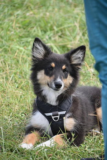 dog, pet, shetland Sheepdog, women, animals, companion, portrait, puppy Shetland Sheepdog