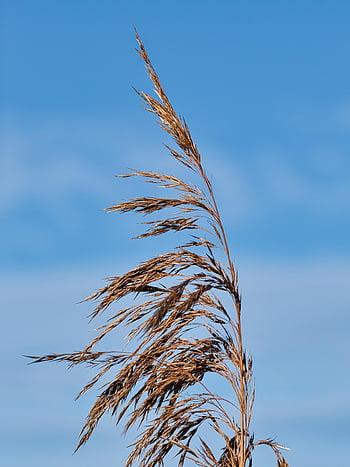 Gras, Grashalm, Herbst, Wiese, Jahreszeit, halm, Himmel, Natur