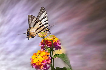rzadki jaskółczy ogon, motyl, kwiaty, iphiclides podalirius, kwiat tło, lepidoptera, piękne kwiaty, owad, zapylanie, kwiatowa tapeta, zwierzę