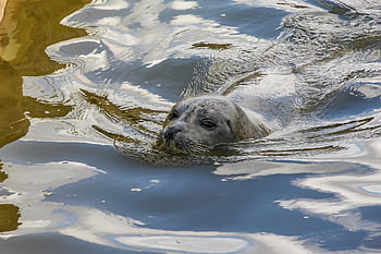 seal, animal, water, sea, mammal, sea Creatures, north Sea, marine Life, wildlife, nature, swim