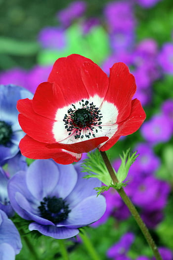 floare petale roșie și albă, floare purpură petaled, colorat maci, anemone, flori de primăvară vibrante, iluminatul natural, plin de flori, flori de gradina, fotografie florală, flori de primavara, flori în aer liber