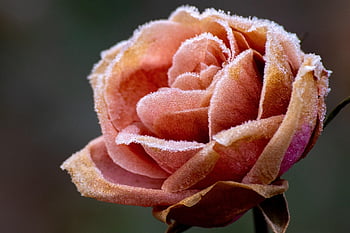rosa, cristalli di ghiaccio, congelato, brina, petali di rosa, fioritura, fiorire, carta da parati floreale, fiore, petali, gelido