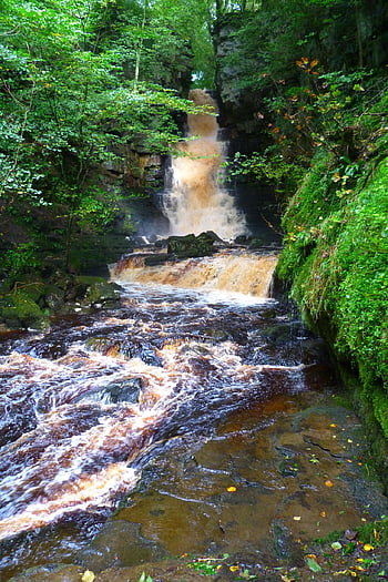 vízesés, folyó, természet, Gill-vízesés malom, folyam, zuhatag, erdő, víz, askrigg, yorkshire dales, yorkshire