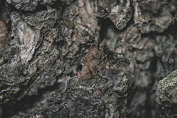 corteza de árbol, rama, textura, árbol, naturaleza, el maletero, áspero, macro