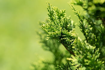 thuja, leaves, branch, foliage, greenery, tree Of Life, conifer, evergreen, tree, plant, bush