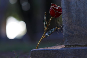 amore, rosa d'oro, cimitero, tomba, morto, amore morto, amore perduto, natura, ragnatele, fiore, fiori dorati