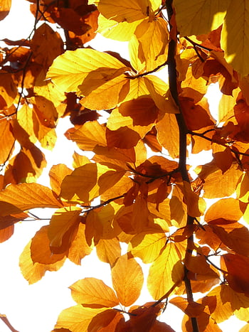 autumn leaves, backlit leaves, yellow leaves, orange leaves, sunlight, clear day, fall foliage, leaf illustration, natural light, seasonal beauty, autumnal colors