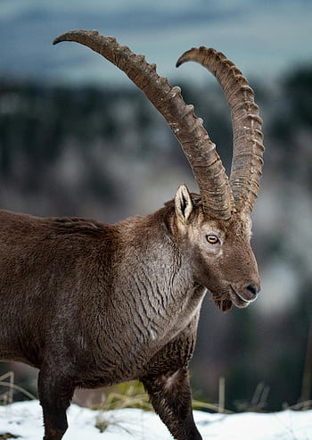 alpský kozorožec, detailní fotografie, zasněžené hory, Působivé rohy, fotografování divoké zvěře, horská koza, zimní krajina, fotografování přírody, alpská divoká zvěř, Rohaté zvíře, horském regionu
