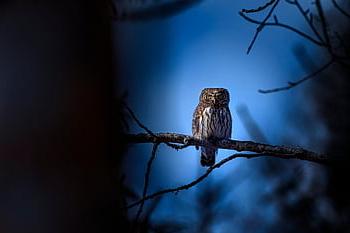 sova obecná, sova, pták, zvíře, glaucidium passerinum, peří, zobák, dravý pták, posazený, větev, Příroda