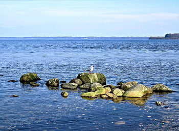 sea, baltic Sea, coast, riverbank, stones, gull, nature, bird, blue Water, calm Sea, blue Sky