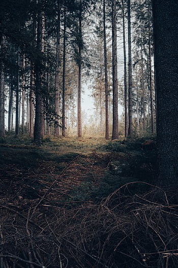 forest, nature, trees, woods, outdoors, wilderness, phone Wallpaper, aesthetic Wallpaper, iphone Wallpaper