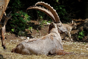 Kozoroh, capra ibex, alpský kozorožec, mužský, vysokohorský, savec, divoký, Příroda, capra