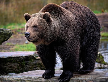 medvěd, Grizzly, Medvěd hnědý, ursus, zvíře, savec, volně žijících živočichů, Příroda, dravec, lovec, nebezpečný