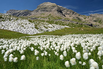 white Flowers, scheuchzer's Cottongrass, white Cottongrass, flowers, bloom, mountain, sanetsch Pass, switzerland, nature, landscape, eriophorum Scheuchzeri