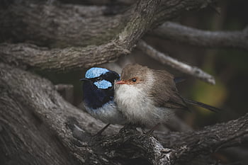 素晴らしいおとぎ話、 鳥、 動物、 おとぎ話、 レンチ、 malurus cyaneus、 ブルーレンズ、 自然、 野生動物、 野生、 バードウォッチング