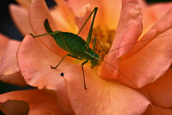 saranče, hmyz, květ, mantodea, zelená, Příroda, zvíře, entomologie, zblízka, volně žijících živočichů, brouk