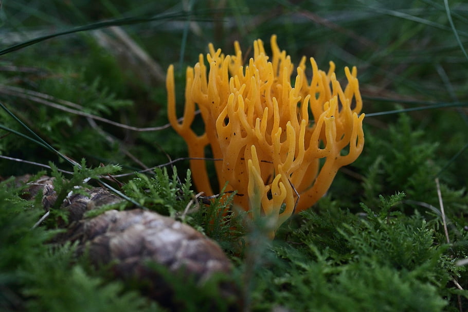 mushroom, goatee, moss, nature, forest, pinecone