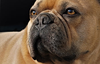 köpek, Fransız Bulldog, burun, yüz, sevimli, gözleri, hayvan, doğa, portre, duygular, Evcil Hayvan