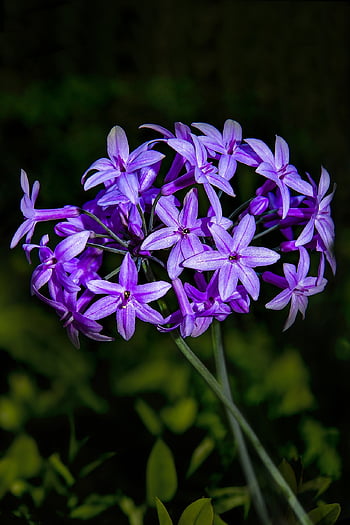 fiore, pianta, fioritura, fiorire, bellissimi fiori, natura, botanica, sfondo di fiori, botanico, carta da parati floreale, macro