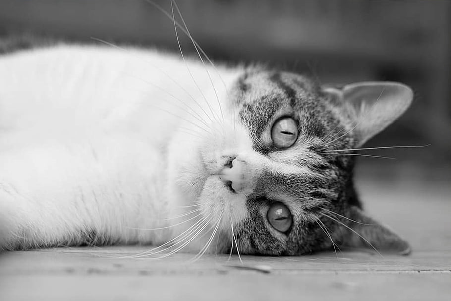 cat, animal, pet, feline, kitty, cute, lazy