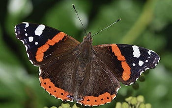 motýl, entomologie, hmyz, druh, makro, křídlo, Příroda, červený admirál, zblízka, rostlina, zahrada